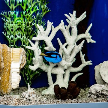 Aquarium at Westwood Dental Group